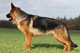 BERGER ALLEMAND 547